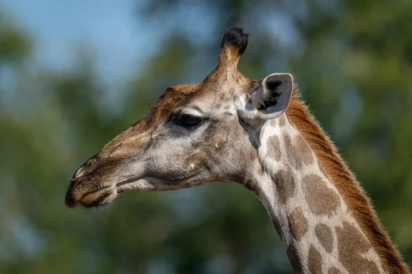 Close Young Southern Giraffe Bushes — Stock Photo, Image