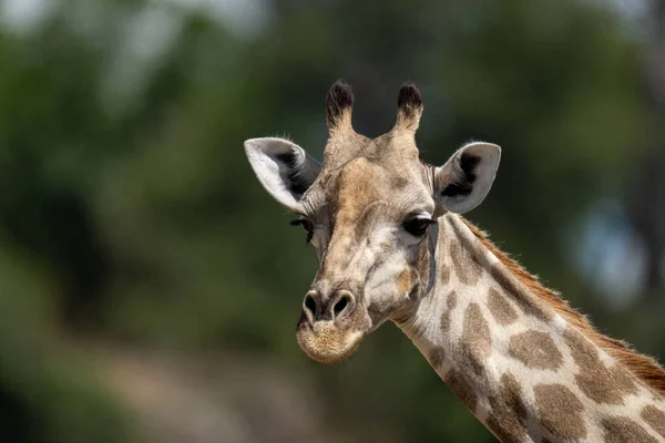 Close Southern Giraffe Turning Head Slightly — Stock Photo, Image