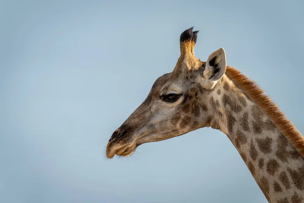 Close Southern Giraffe Blue Sky — Stockfoto