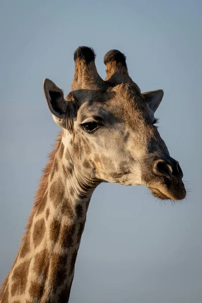 Close Southern Giraffe Staring Catchlight — Zdjęcie stockowe