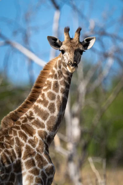 Крупный План Стоящей Камеры Южного Жирафа — стоковое фото