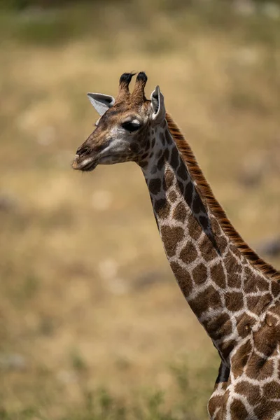 Крупный План Шеи Головы Южного Жирафа — стоковое фото