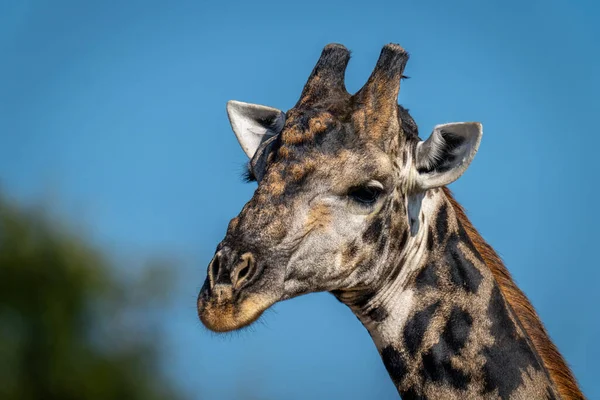 Close Southern Giraffe Blue Sky — Stock Fotó