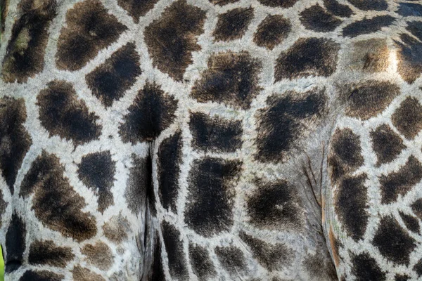 Close Patches Southern Giraffe Coat — Fotografia de Stock