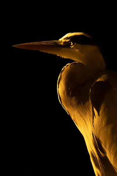 Close Grey Heron Golden Light — Stock Photo, Image