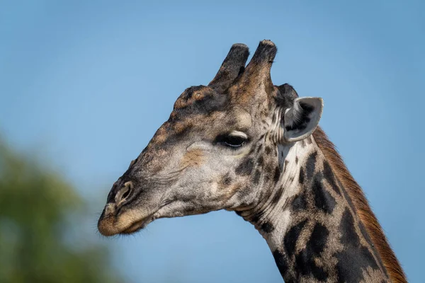 Close Male Southern Giraffe Bushes — Stok fotoğraf