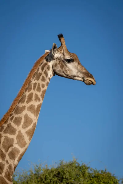 Close Southern Giraffe Sunlit Bush — Stok fotoğraf