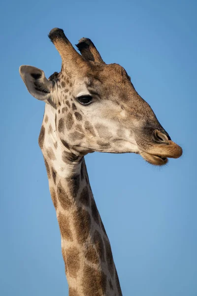 Close Male Southern Giraffe Neck Head — 图库照片