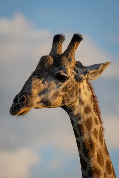 Крупный План Мужского Южного Жирафа Фонариком — стоковое фото