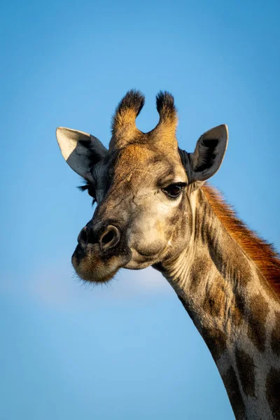 Крупный План Поворачивающейся Головы Южного Жирафа — стоковое фото