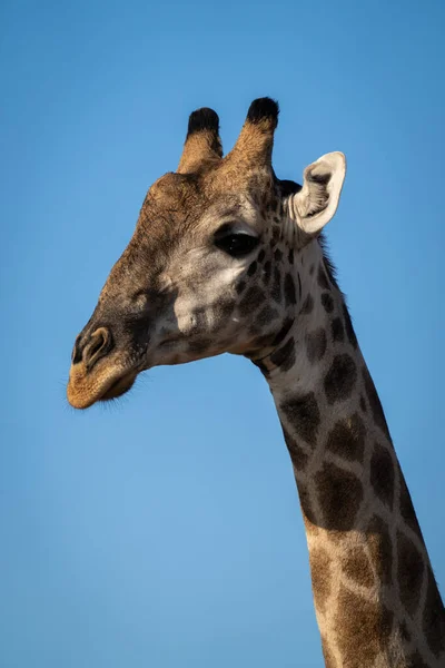 Close Male Southern Giraffe Head Neck — Zdjęcie stockowe