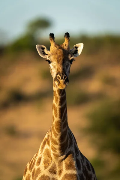 Close Female Southern Giraffe Looking Ahead — 图库照片