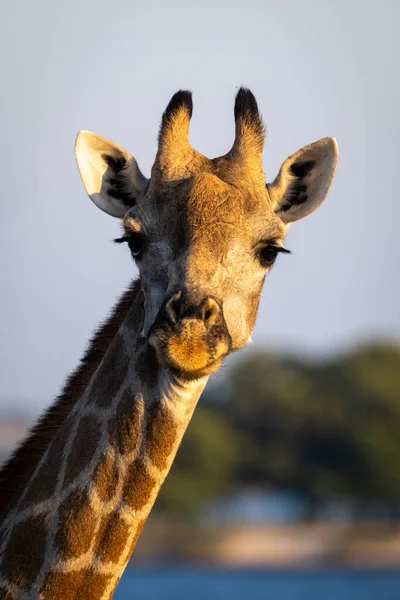 Close Female Southern Giraffe Watching Camera — 图库照片