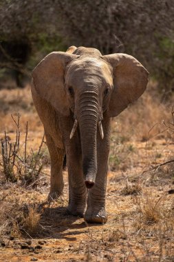 African bush elephant approaches camera on savannah