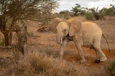 African bush elephant stands warily by tree