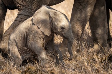 Baby African bush elephant sits by mother