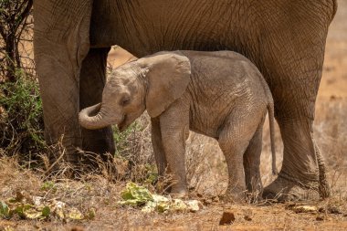 Baby African bush elephant stands by mother