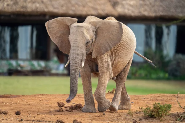 African bush elephant strolling past safari lodge