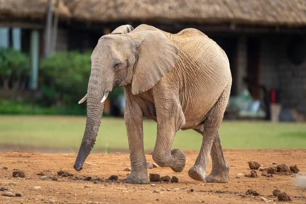 African bush elephant walks past lodge buildings