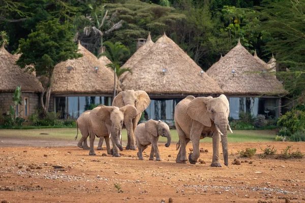 African bush elephants walk past safari lodge