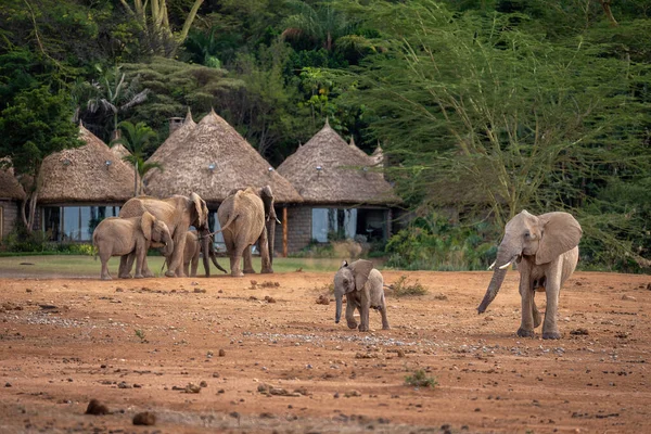 African bush elephants walk past safqri lodge