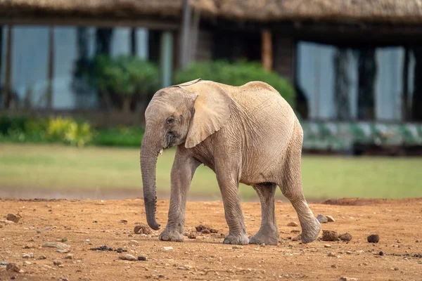 Baby African bush elephant walks past lodge