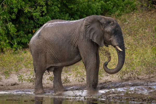 Elefante Arbusto Africano Soplando Lodo Del Tronco — Foto de Stock