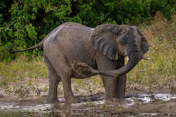 Elefante Arbusto Africano Soplando Barro Sobre Flanco — Foto de Stock