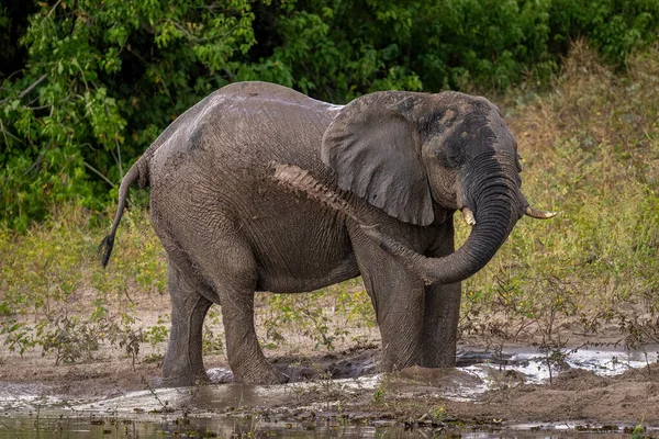 Elefante Arbusto Africano Soplando Barro Sobre Mismo — Foto de Stock