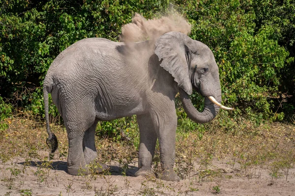 非洲丛林象在自己身上喷沙 — 图库照片