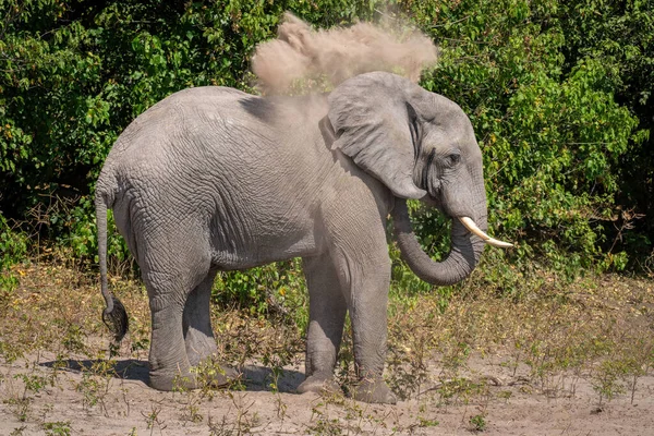 非洲丛林象把沙子刮到身体上 — 图库照片