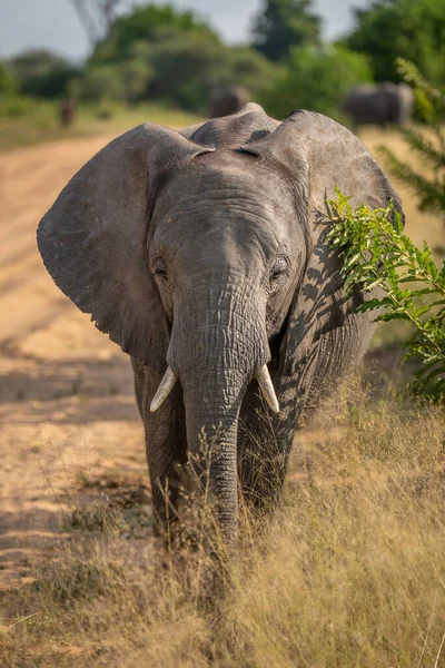 Elefante Africano Arbusto Por Cámara Frontal Pista — Foto de Stock