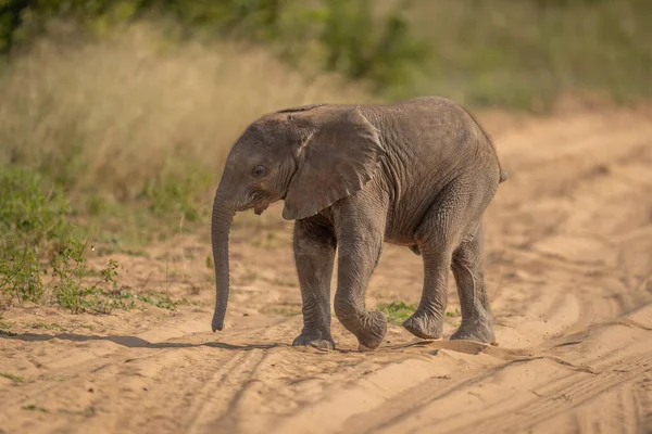 Αφρικανικό Μοσχάρι Ελέφαντα Διασχίζει Αμμώδη Διαδρομή — Φωτογραφία Αρχείου