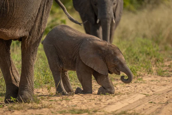 Αφρικάνικο Μοσχάρι Ελέφαντα Γονατιστό Στην Πίστα — Φωτογραφία Αρχείου