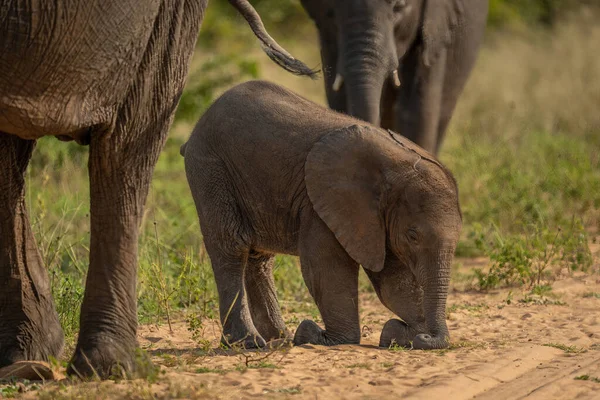 Αφρικάνικο Μοσχάρι Ελέφαντα Γονατίζει Καλό Δρόμο — Φωτογραφία Αρχείου