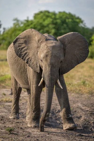 Africano Arbusto Elefante Cruza Savana Perto Árvores — Fotografia de Stock