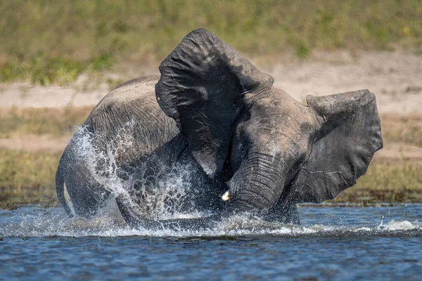 非洲丛林象在水里喷水 — 图库照片