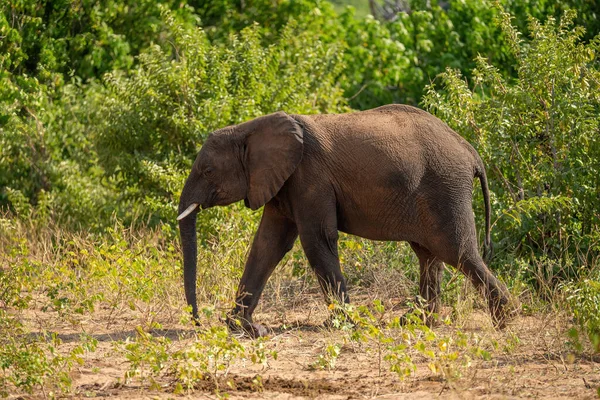 Αφρικανικός Ελέφαντας Θάμνος Περνά Θάμνους Στο Καθάρισμα — Φωτογραφία Αρχείου