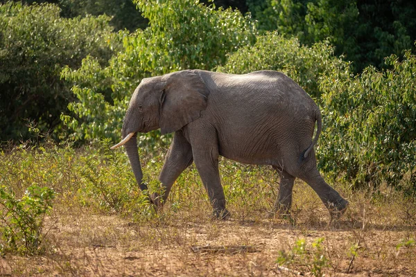 非洲丛林象在阳光下掠过灌木丛 — 图库照片