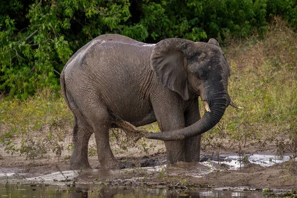 Africano Arbusto Elefante Chorros Suciedad Sobre Flanco — Foto de Stock