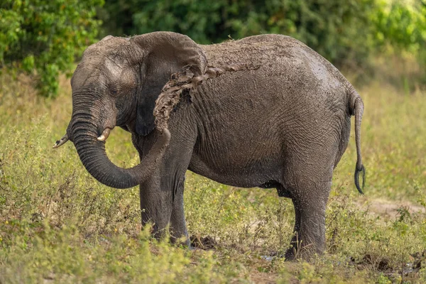 Африканский Слон Швыряющийся Грязью Над Ухом — стоковое фото