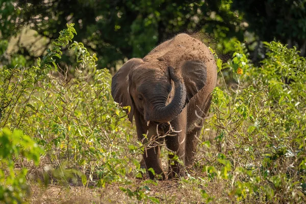 非洲丛林象从后面喷出泥土 — 图库照片