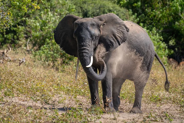 非洲丛林象在自己身上喷出灰尘 — 图库照片