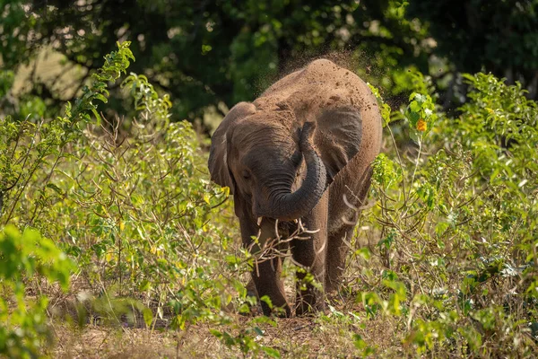 非洲丛林象在身体上喷出泥土 — 图库照片