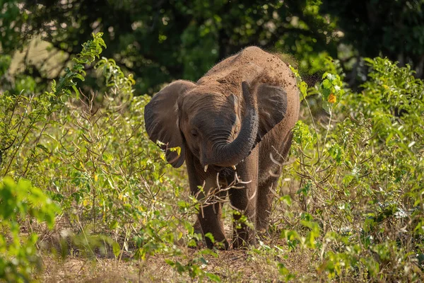 非洲丛林象头顶上喷出泥土 — 图库照片