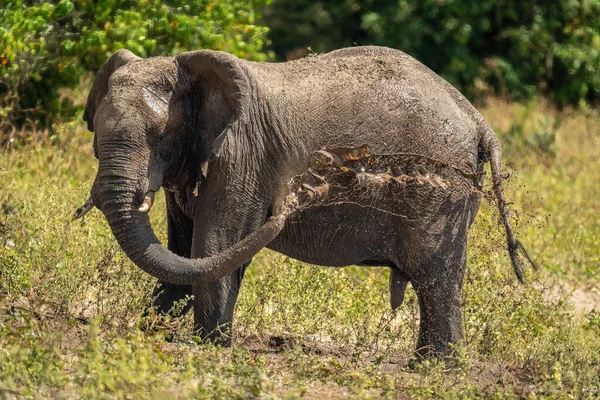 非洲丛林象在身体上喷出泥巴 — 图库照片
