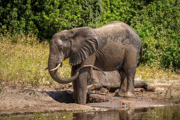 Африканский Слон Брызгает Грязью Ноге — стоковое фото
