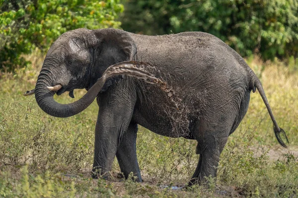 アフリカのブッシュ象は泥を自分自身の上に投げかける — ストック写真
