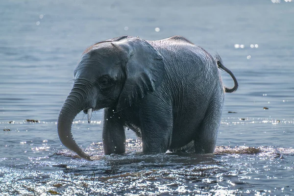 Elefante Arbusto Africano Encuentra Retroiluminado Río — Foto de Stock