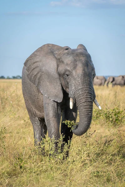 Elefante Arbusto Africano Para Comer Sabana — Foto de Stock
